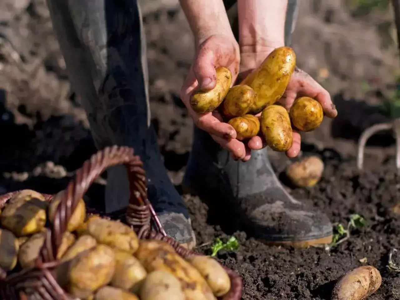 potatoes from bhutan come without license