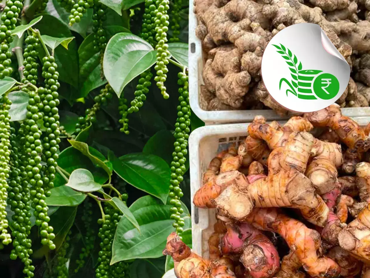 പ്രതീക്ഷ നല്‍കി കുരുമുളക്, ഇഞ്ചിയാണിന്നത്തെ താരം