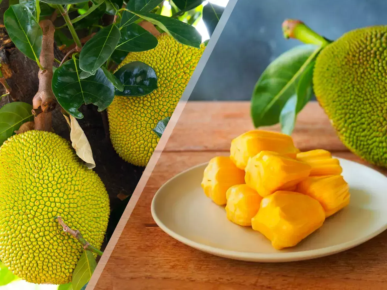 income from jackfruit products