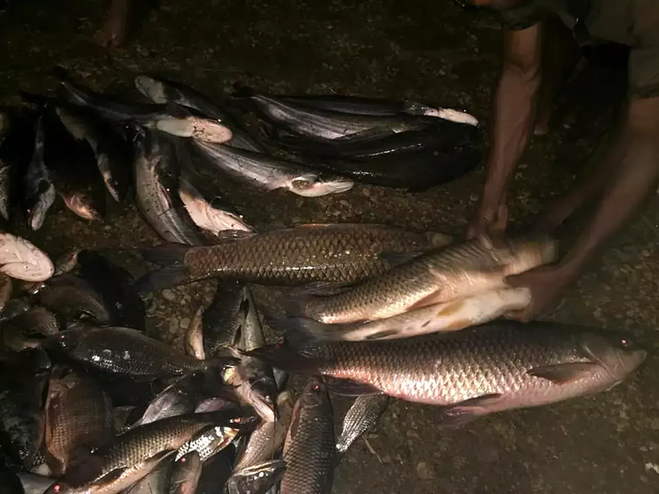 even if you catch a river fish