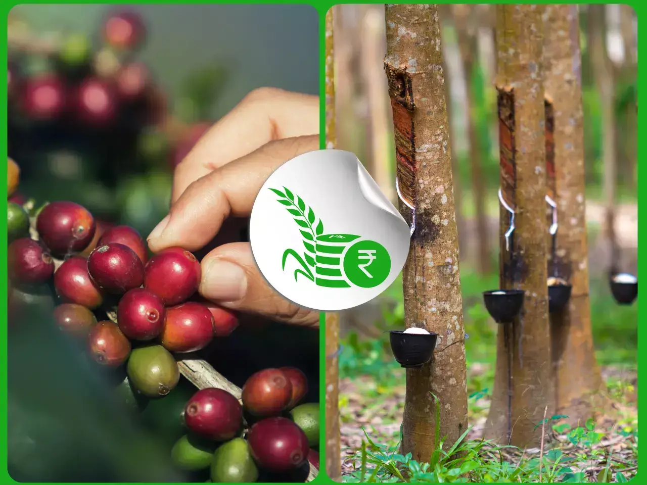 കാപ്പി ഇനിയും കടുക്കും; നില്‍ക്കക്കള്ളി ഇല്ലാതെ റബ്ബര്‍ കര്‍ഷകര്‍