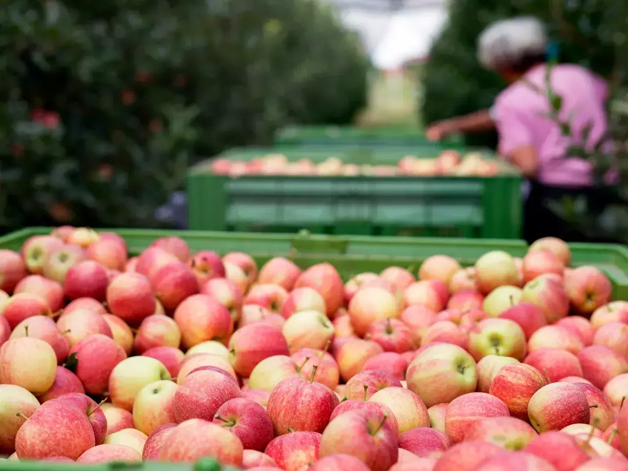 apples by way of tomatoes? apple production has halved