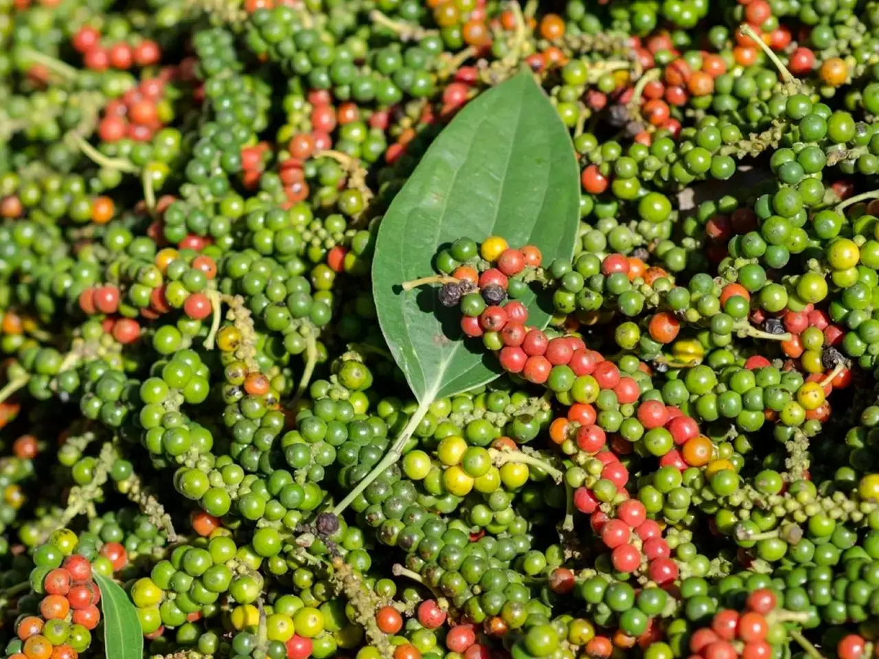 pepper prices raise and farmers are not happy