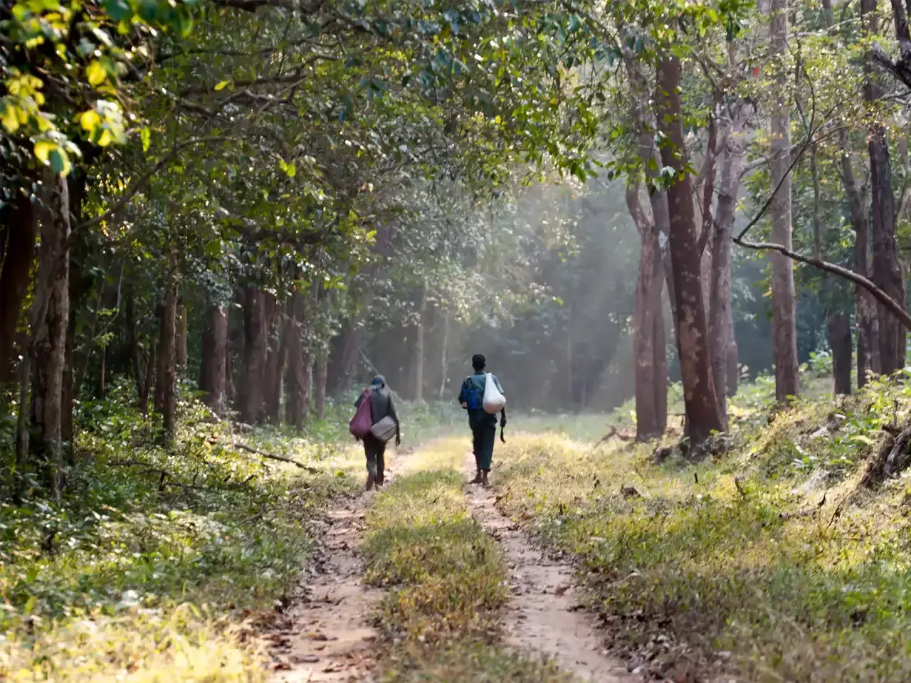 parampikulam as a model source of income for tribals