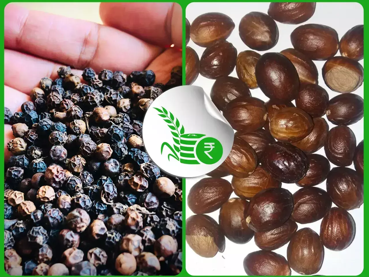 വിലക്കൊപ്പം ആവശ്യകതയും ഇരട്ടിച്ച് കുരുമുളക്, ജാതിക്ക സംഭരണം തകൃതിയില്‍