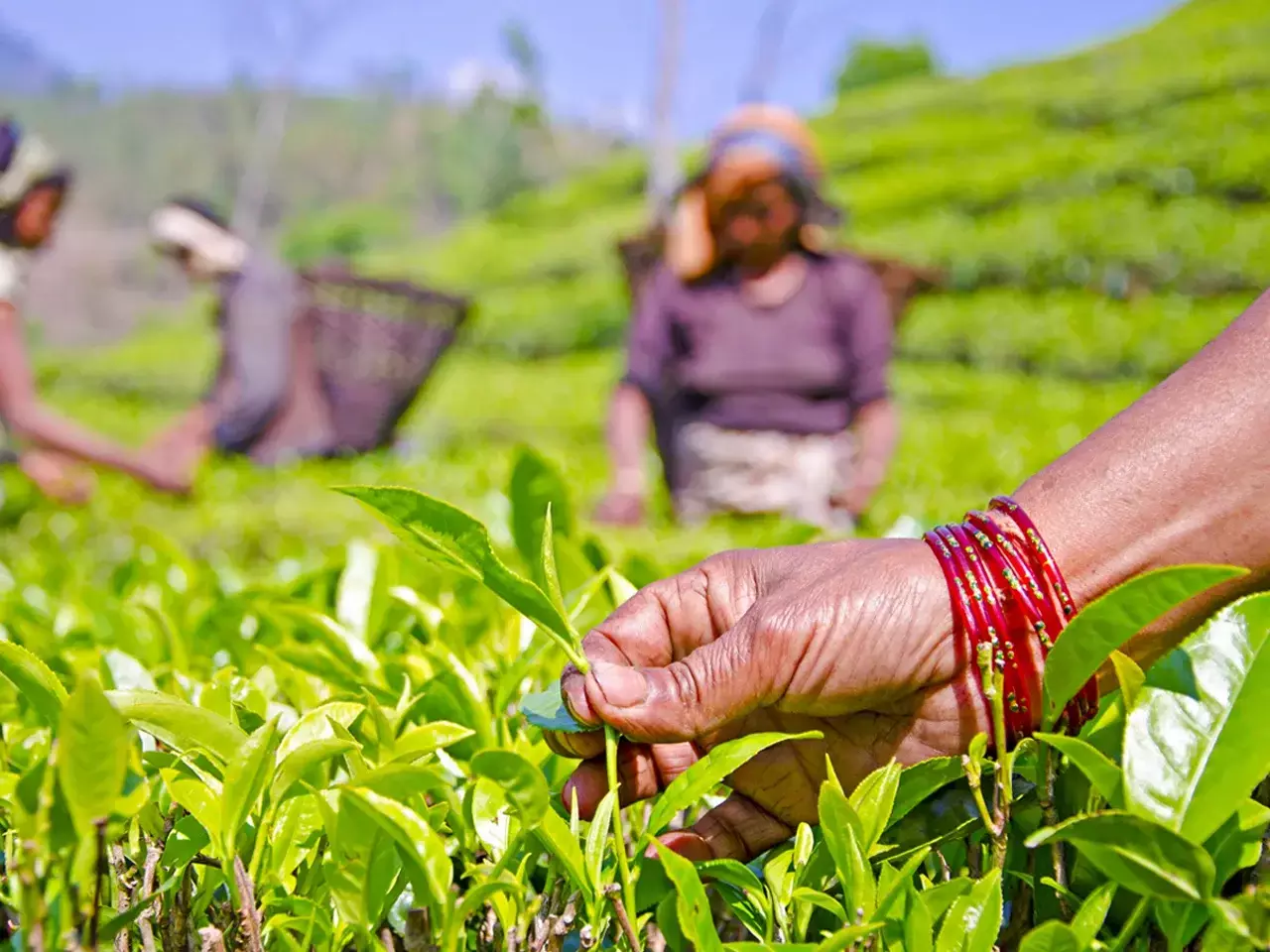 Region-wise, North India produced 109.70 million kilogrammes during the month, while production volumes in South India was 28.15 million kilogrammes