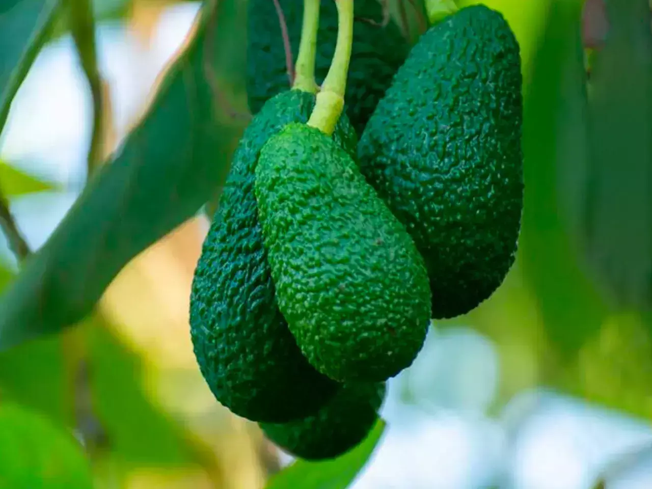 വിളവെടുക്കാന്‍ എളുപ്പമുള്ള അവക്കാഡോ വരുന്നു