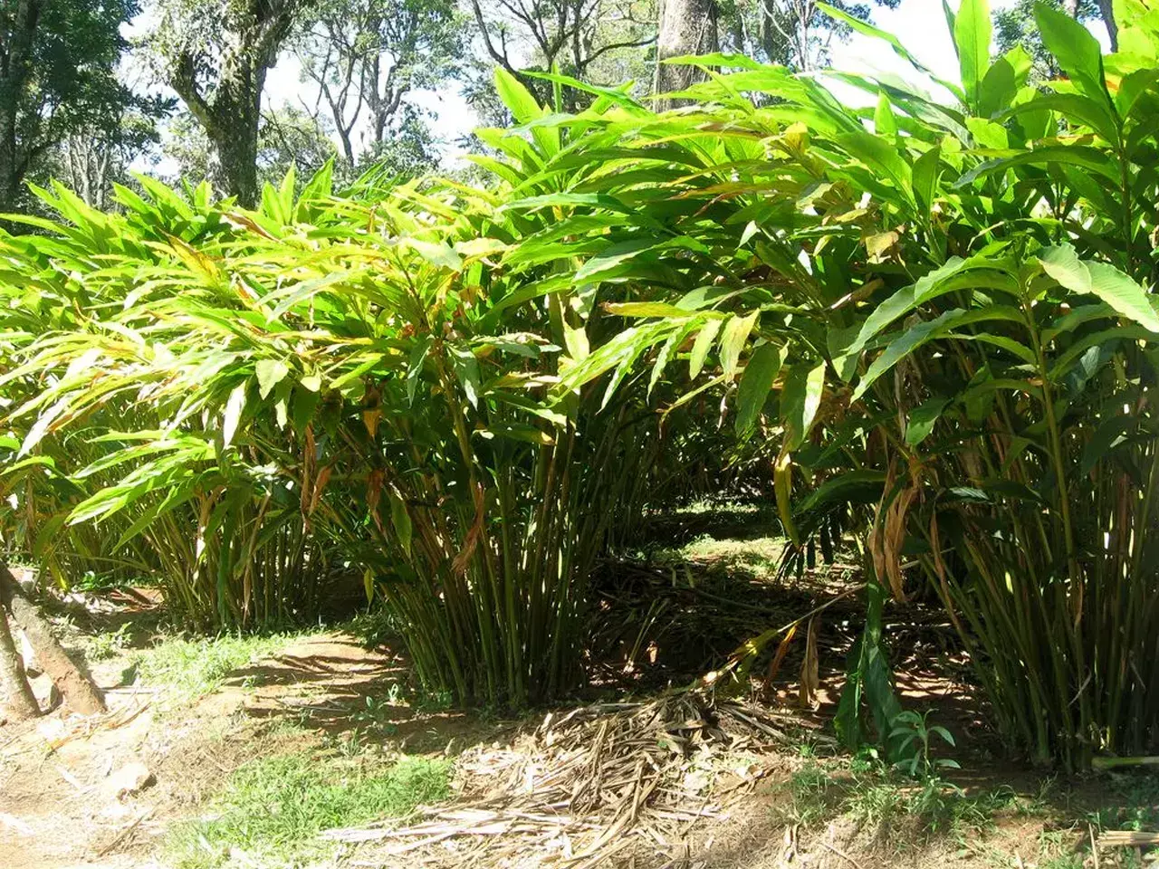 meteorological department not to worry about rain