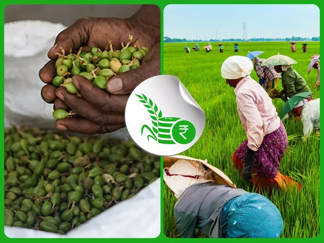 വിപണി ഭരിക്കുന്നത് പച്ച ഏലം; കരുതല്‍ ശേഖരത്തെ ചേര്‍ത്ത് പിടിച്ച് കാര്‍ഷിക മേഖല