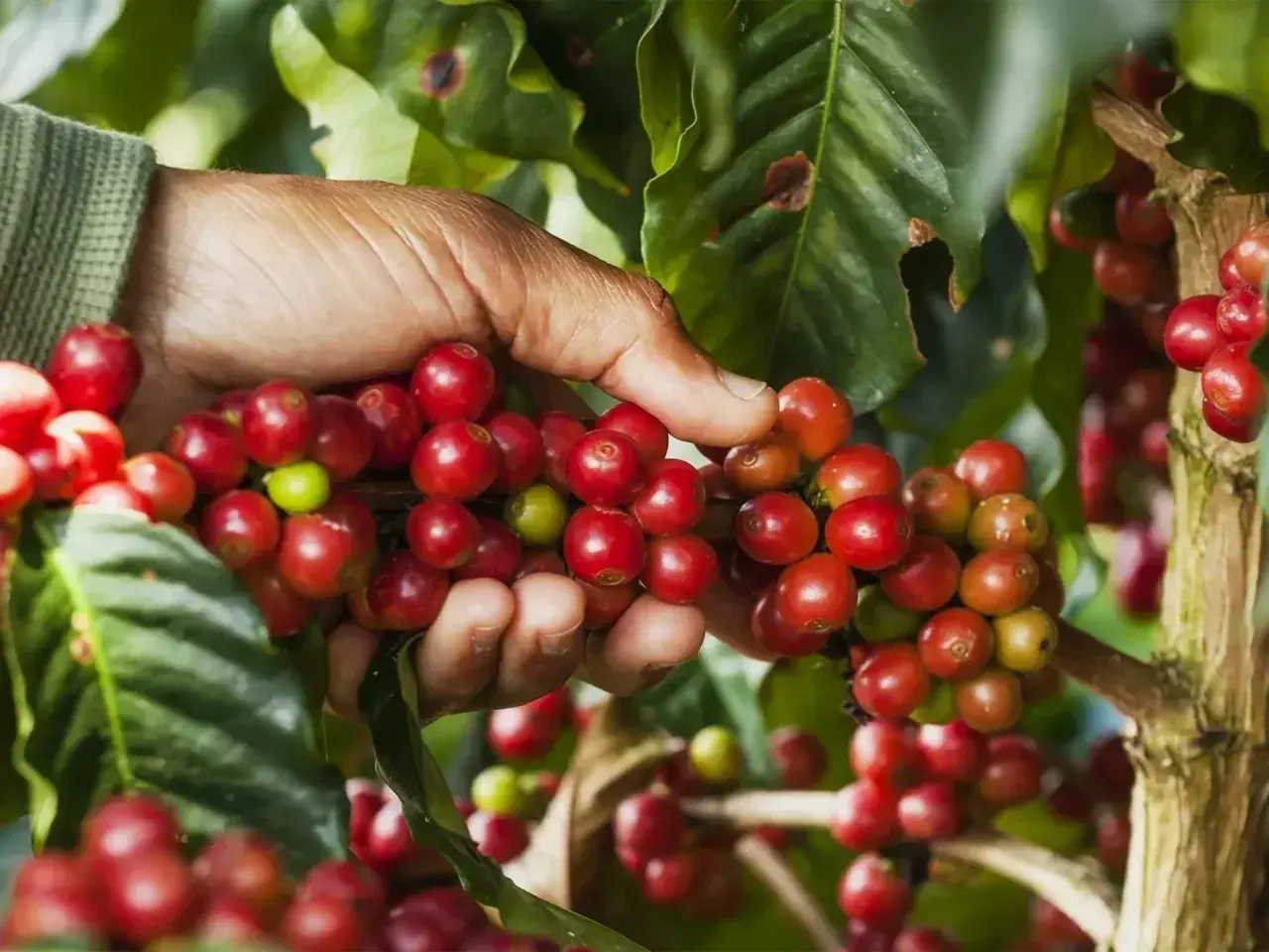 coffee is also bitter filter coffee will be premium coffee is also bitter filter coffee will be premium