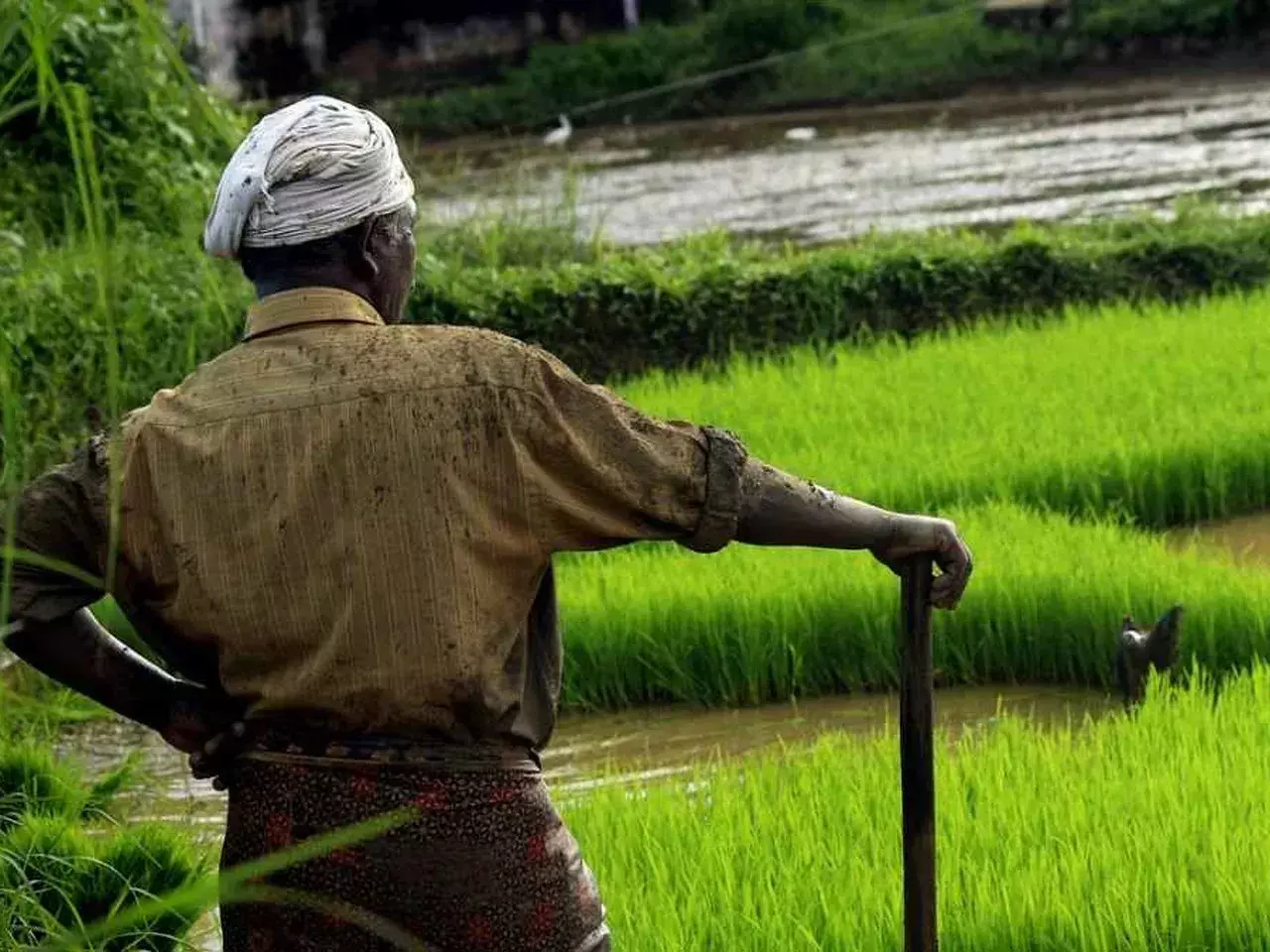 ban on rice exports farmers encouraged to switch to other crops