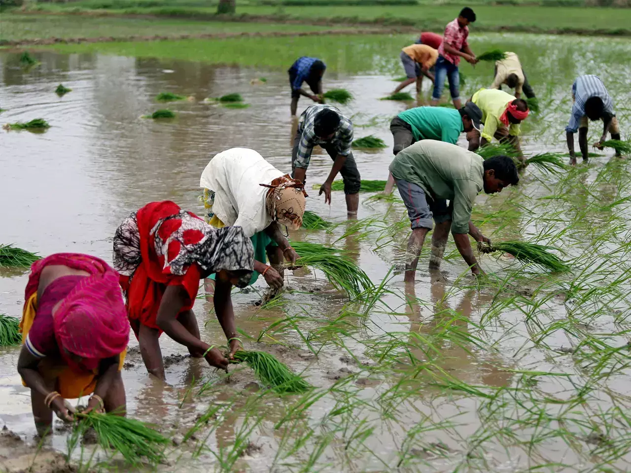ഈ വര്‍ഷം  നെൽകൃഷി 81 ദശലക്ഷം  ഏക്കറിൽ