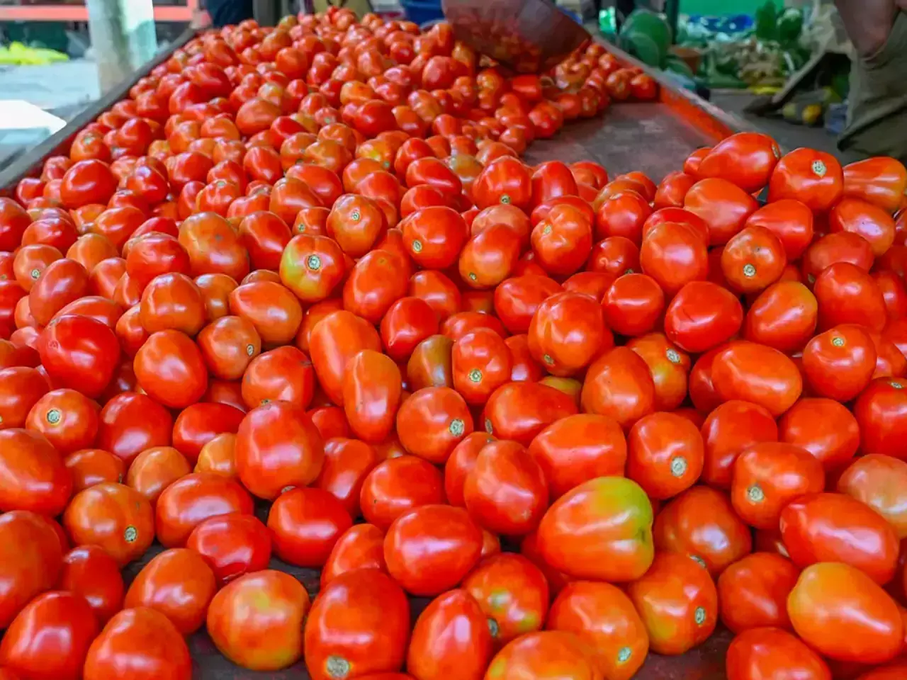 A two-day mega sale of 71500 kg tomatoes was held in Delhi