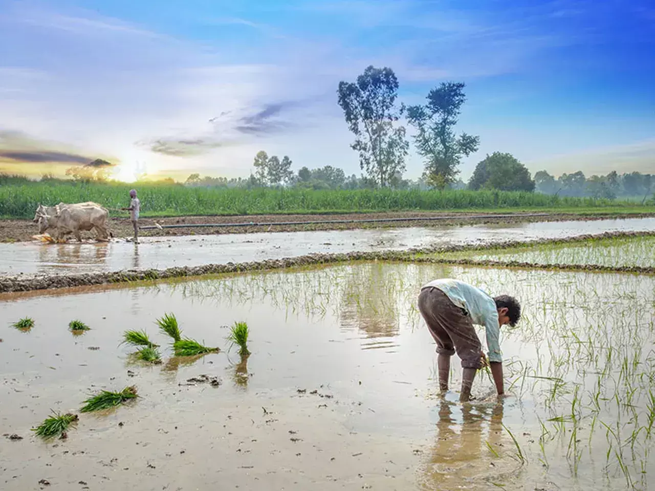 farm area up in telangana production increased