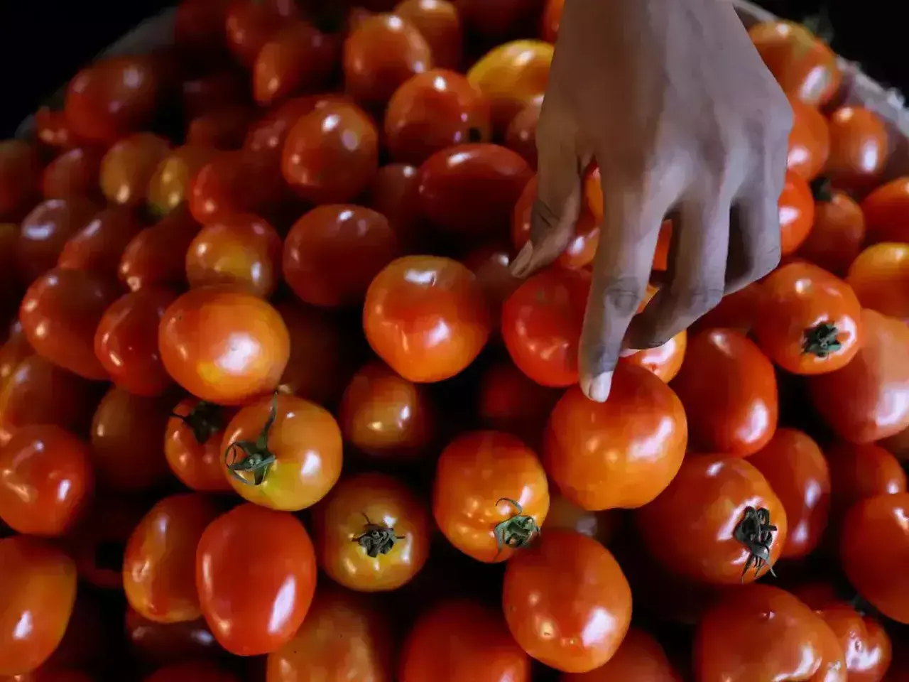 soothing in tomatoes wholesale prices fell by 30%