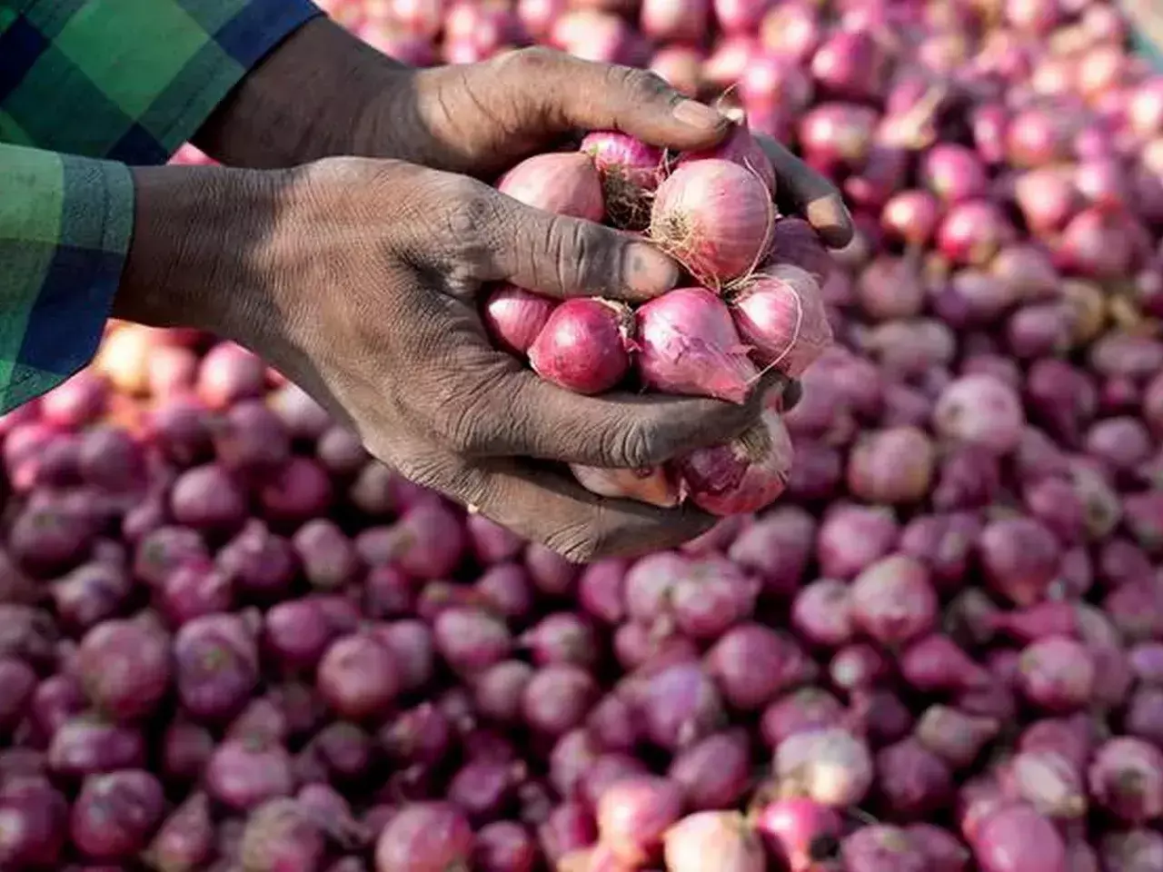40% export duty will crying onion prices drop