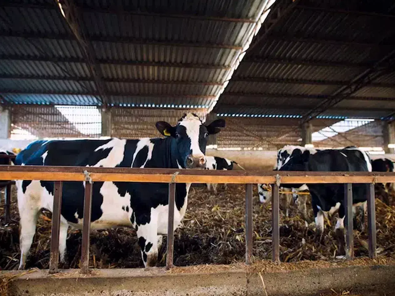 animal husbandry in india g20 allocated 25 million dollars