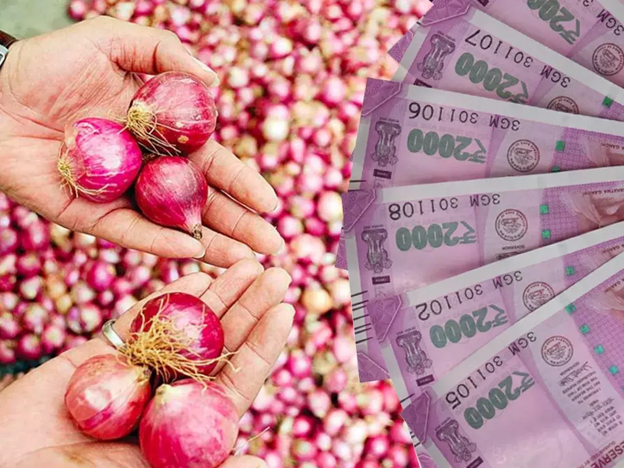 onion price control everything you need to know