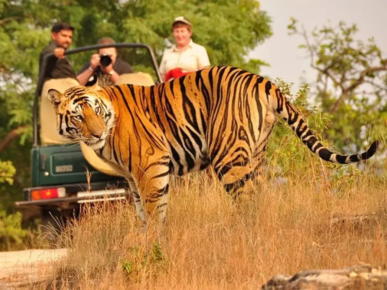 people want to enjoy kanana bhangi jungle safari | ksrtc jungle safari