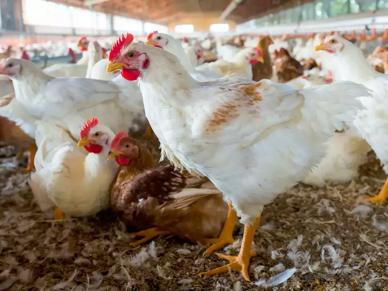 poultry price hike | kerala chicken price | poultry farming at home