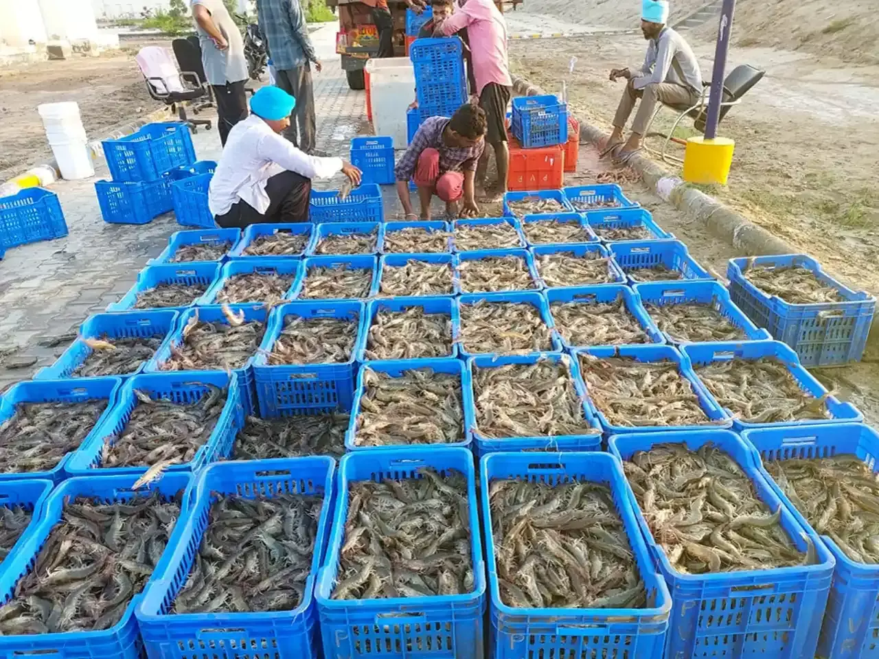 loss to farmers shrimp production is declining
