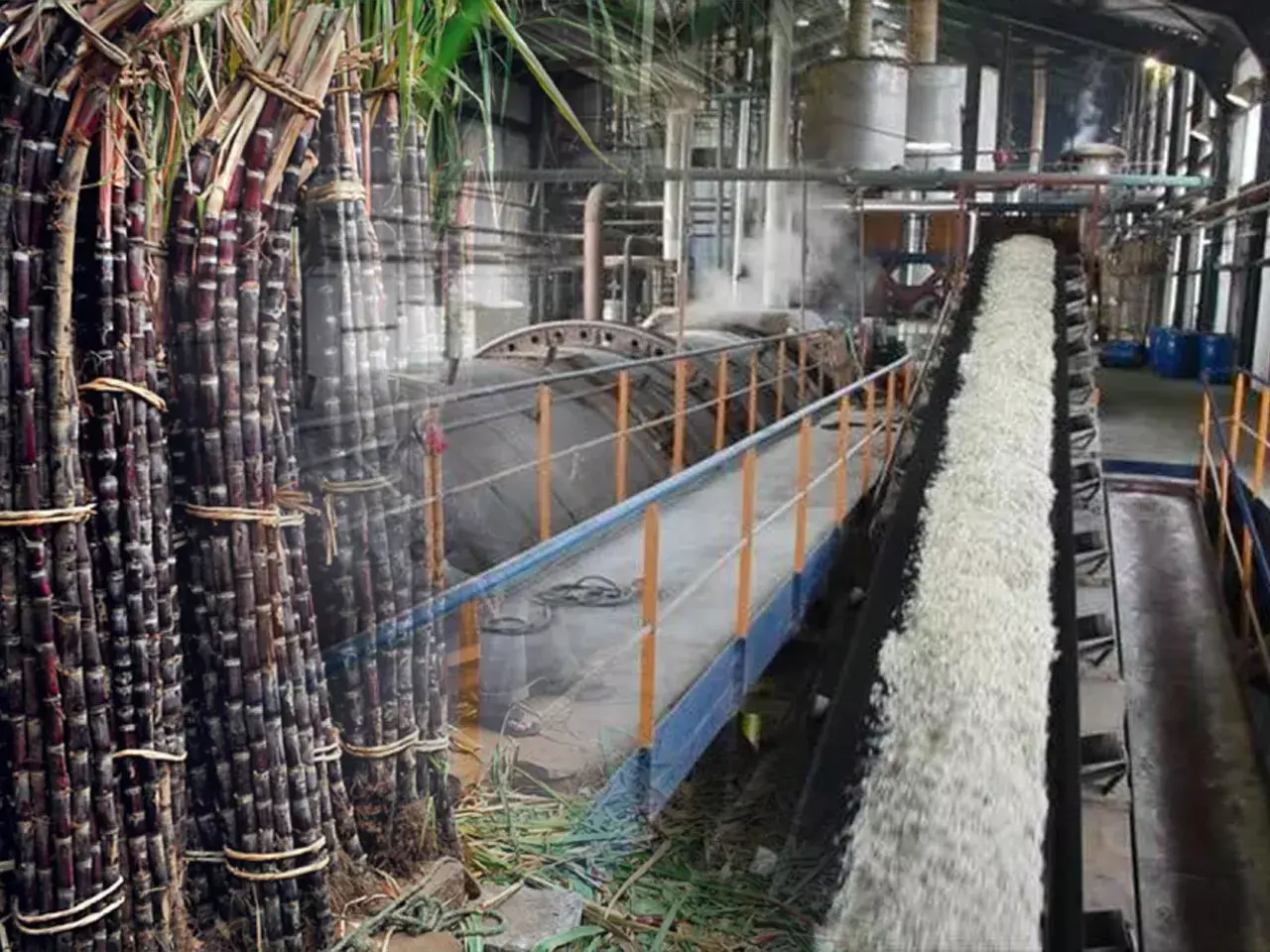 weather cheated sugar production decrease