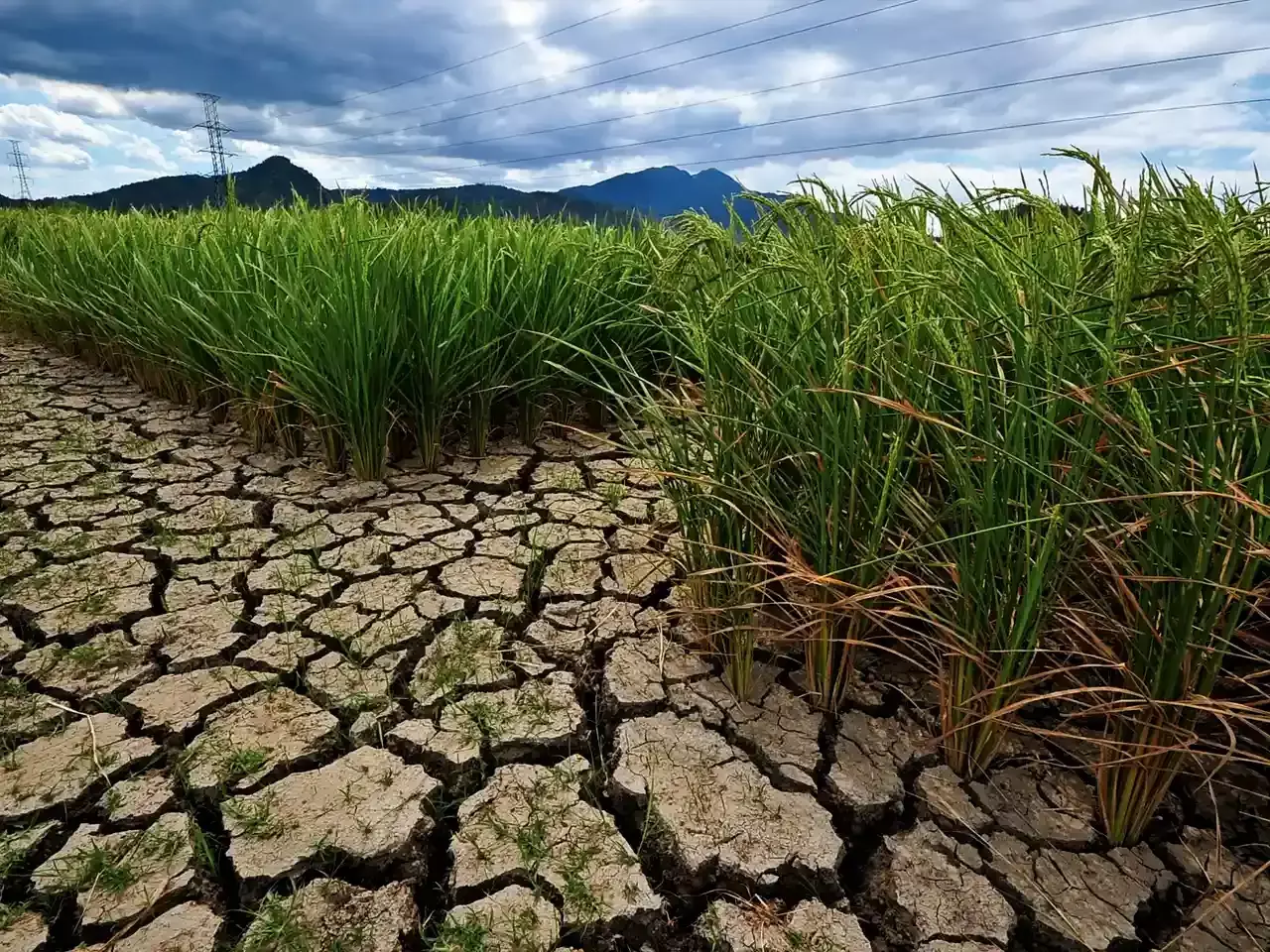 reported that rice production will fall due to drought