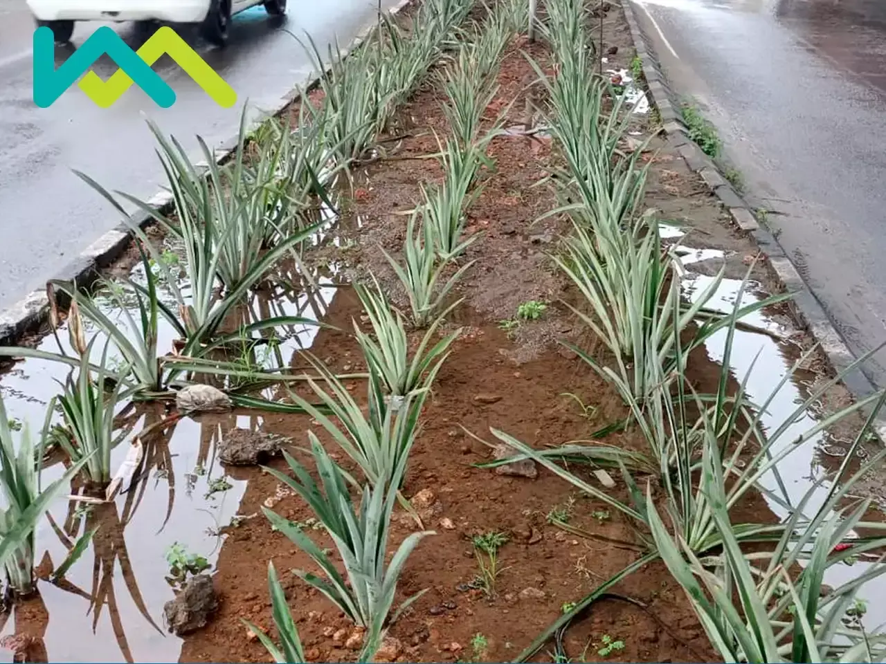 kochi metro to pineapple cultivation