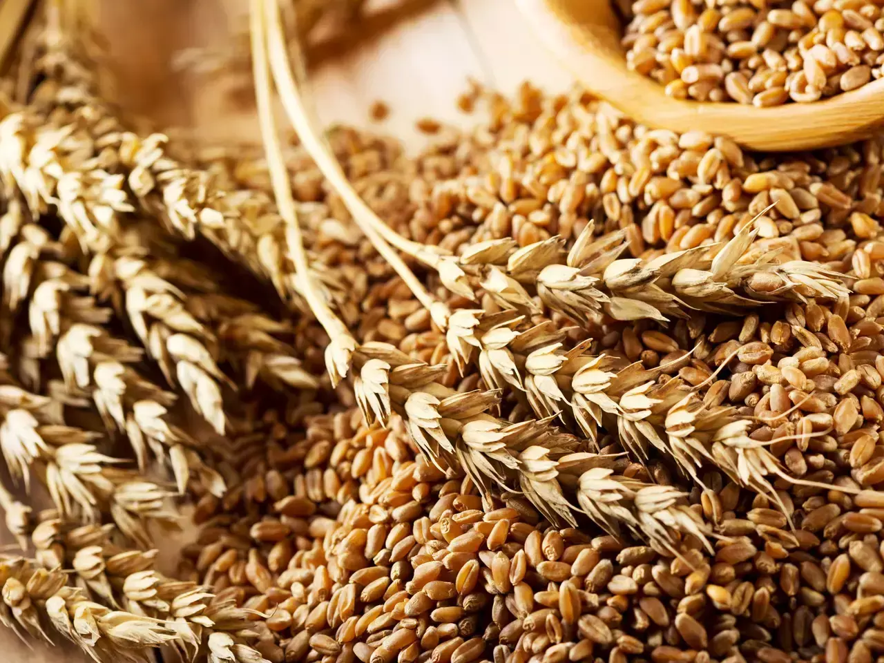 elniño center for resistant wheat varieties