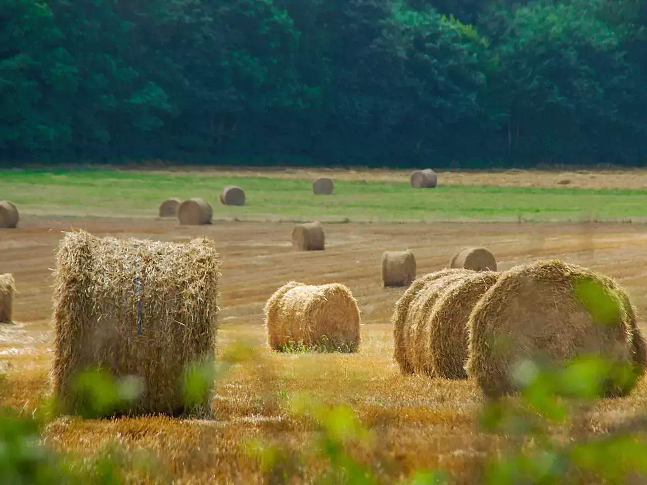 വൈക്കോല്‍ സംസ്‌കരണത്തിന് 600 കോടി രൂപ അനുവദിച്ച് കേന്ദ്രം