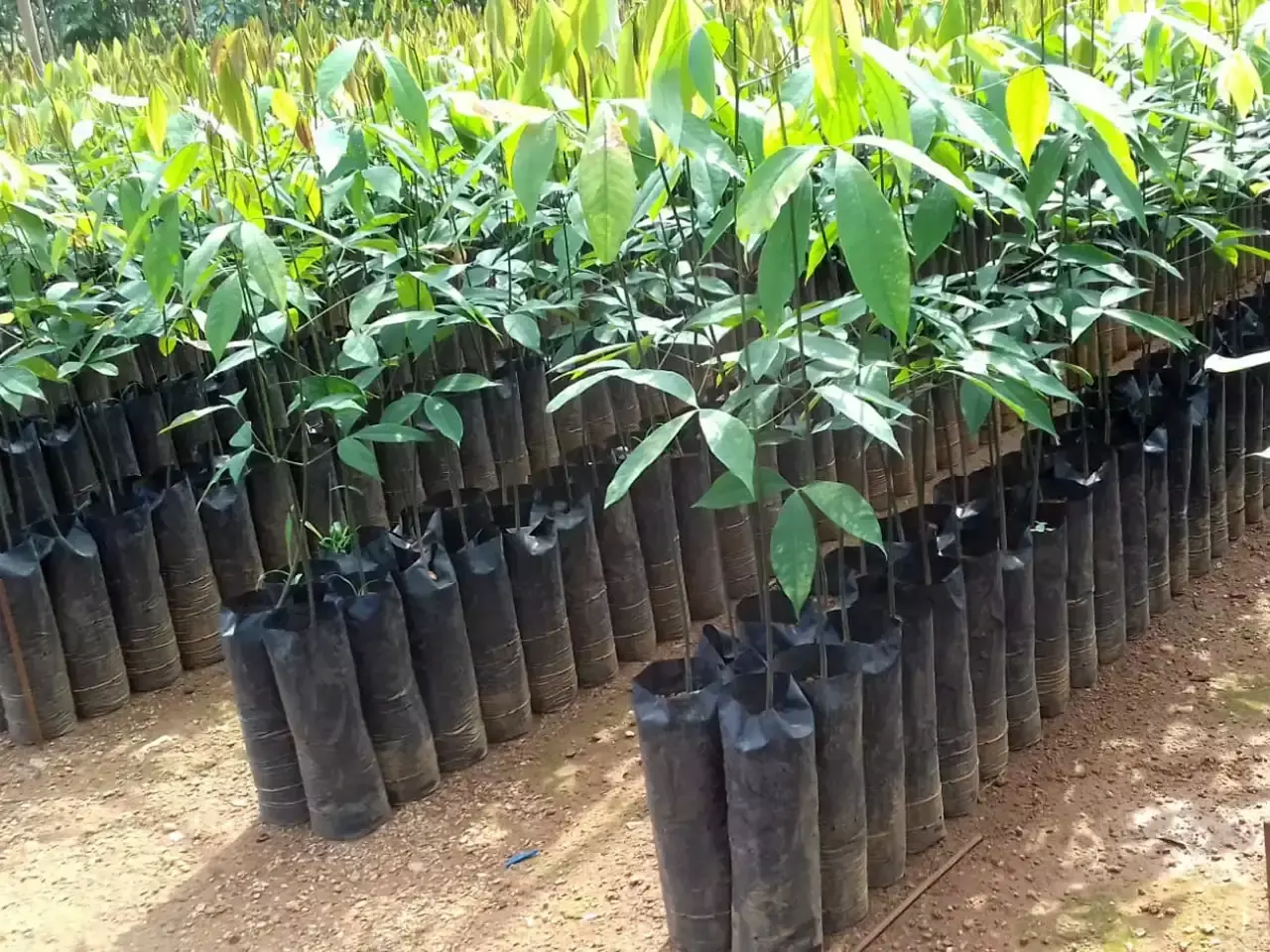 rubber nurseries leaving kerala
