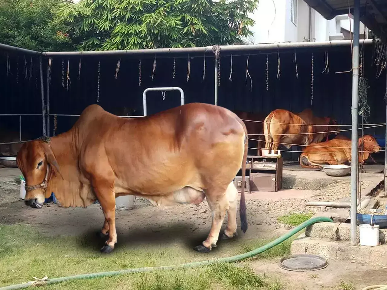 a city diary story of a white revolution