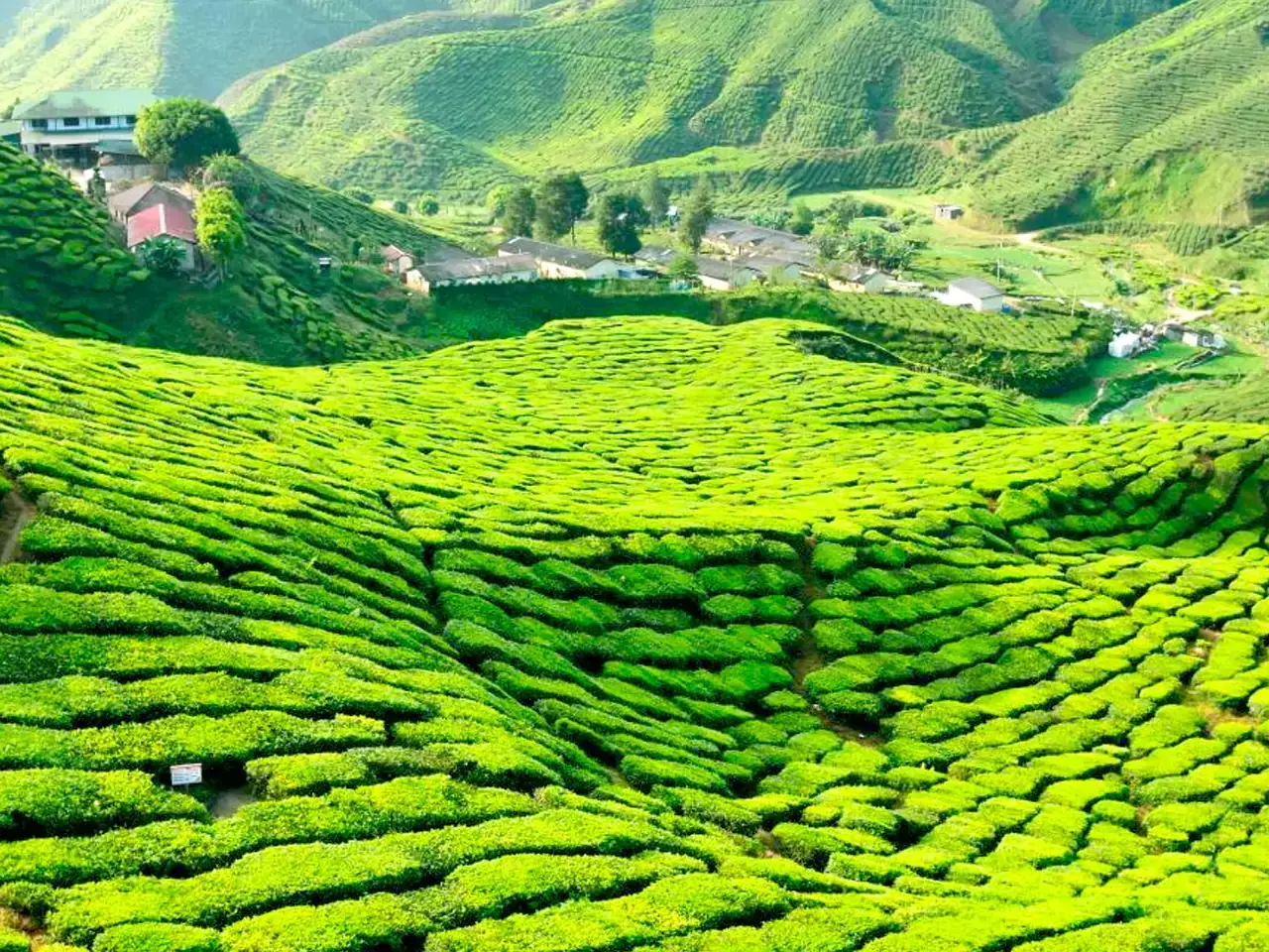 The tea industry is in dire straits
