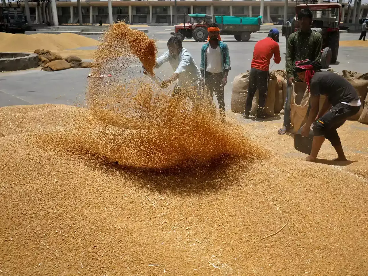 Wheat prices at 8-month high on festival demand, tight suppl