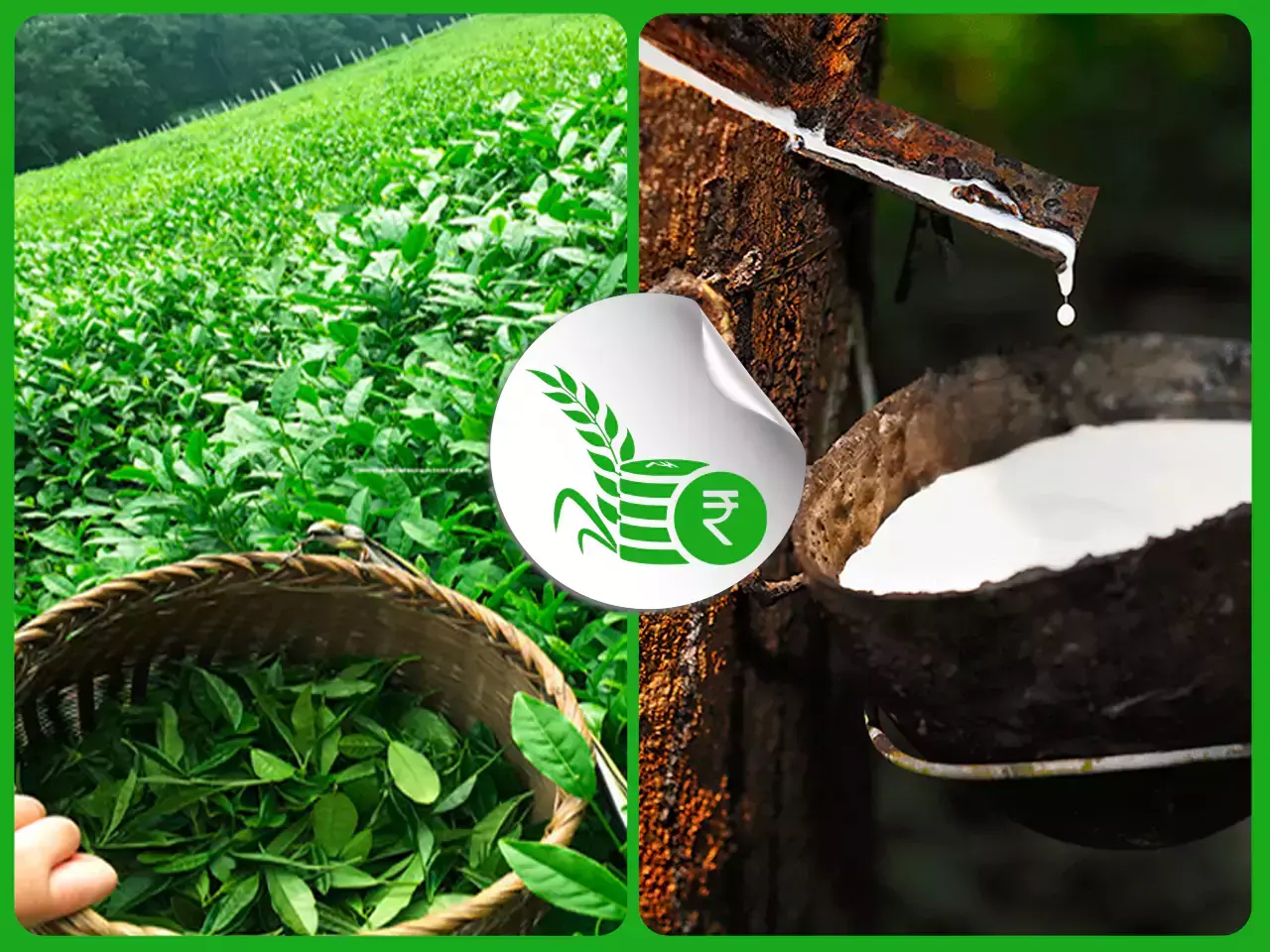 തേയില വിപണി പിടിച്ചുലച്ച് ഇസ്രയേല്‍; മഴ തുടര്‍ന്നാല്‍ റബര്‍ പ്രതിസന്ധിയിലേക്ക്