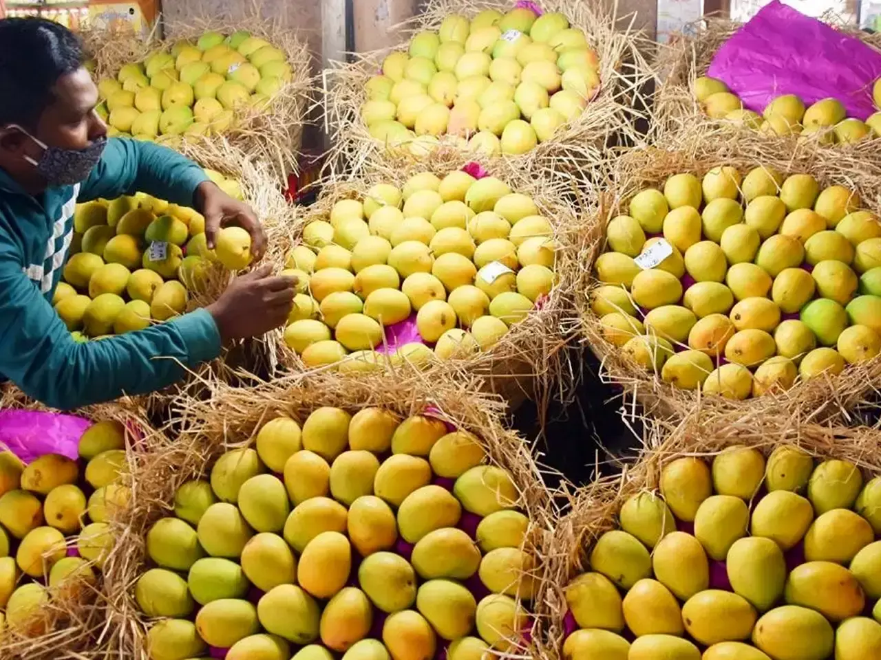 huge increase in indian mango exports