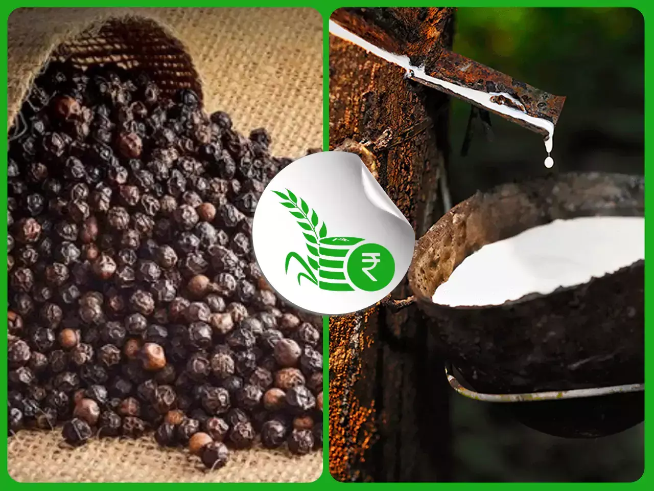 Rubber Rose, the Kerala nun who planted