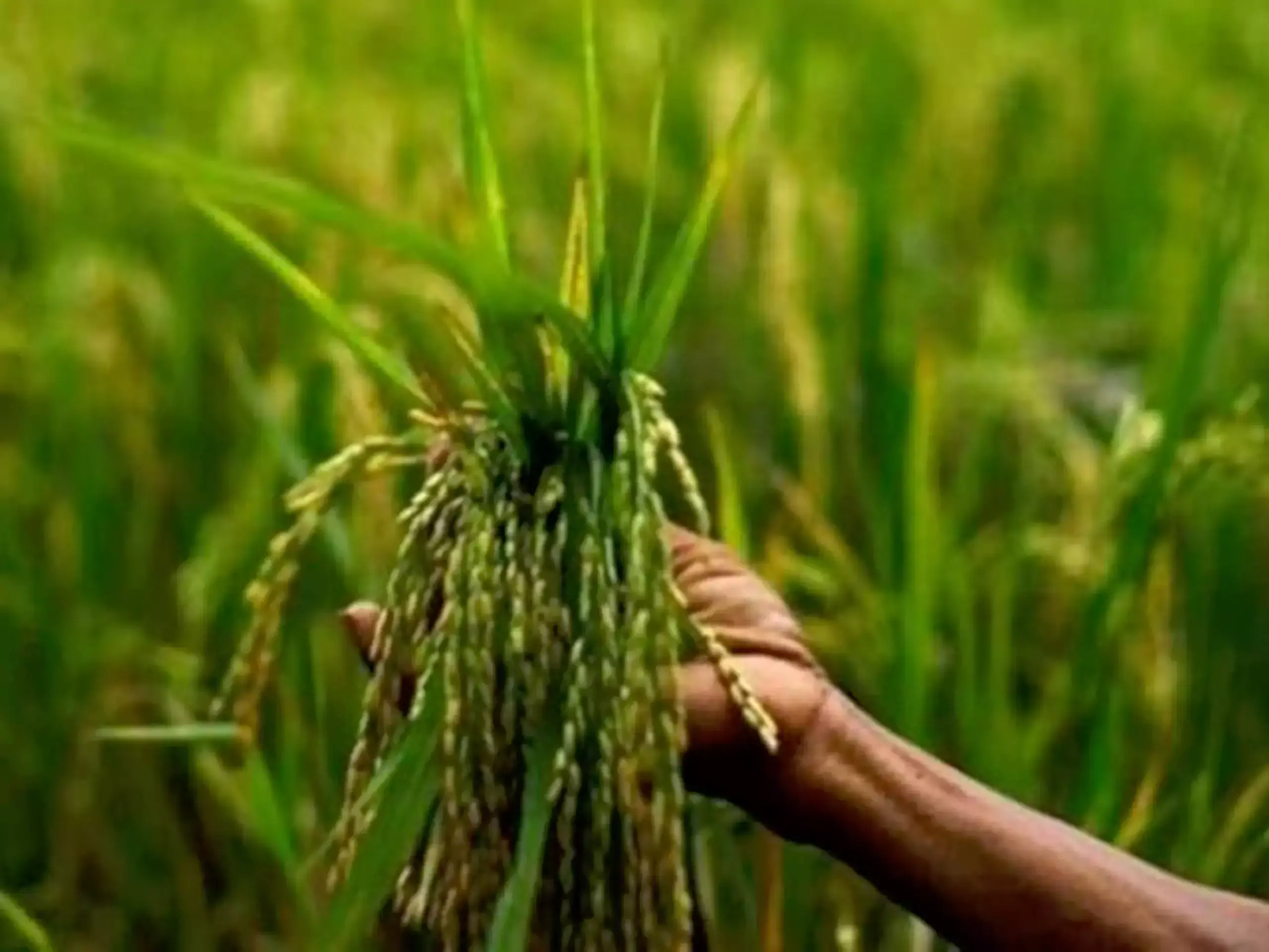 Reportedly, El Nino will reduce Kharif production