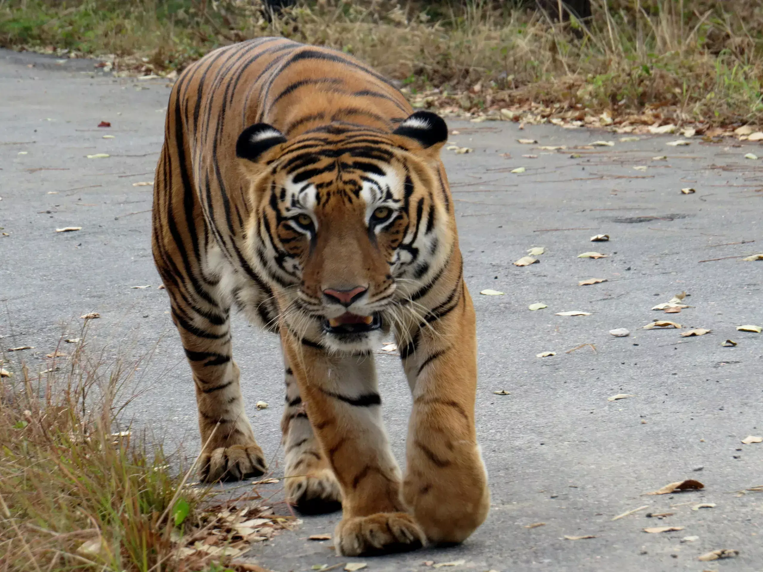 Leopard on prowl in Bengaluru’s IT corridor teams formed to catch the big cat