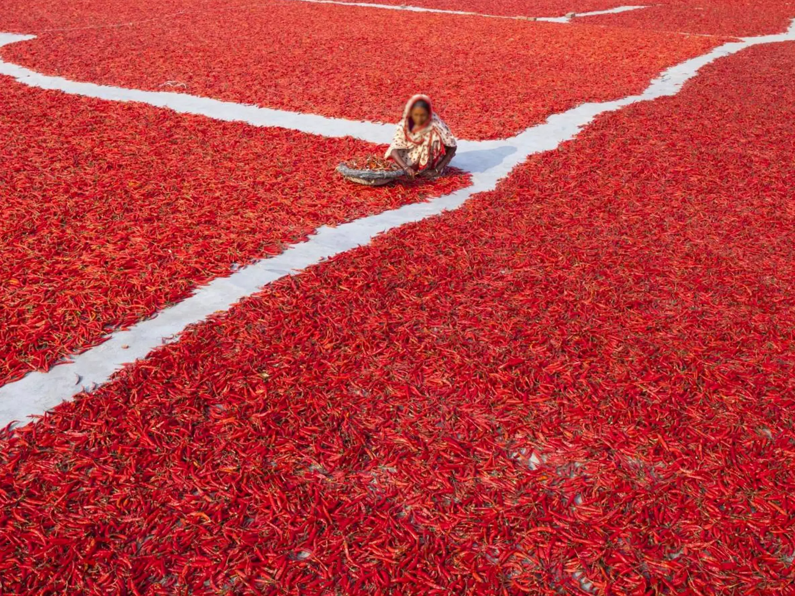 മുളക് കീടങ്ങളെ തട്ടാന്‍ കീടനാശിനി റെഡി