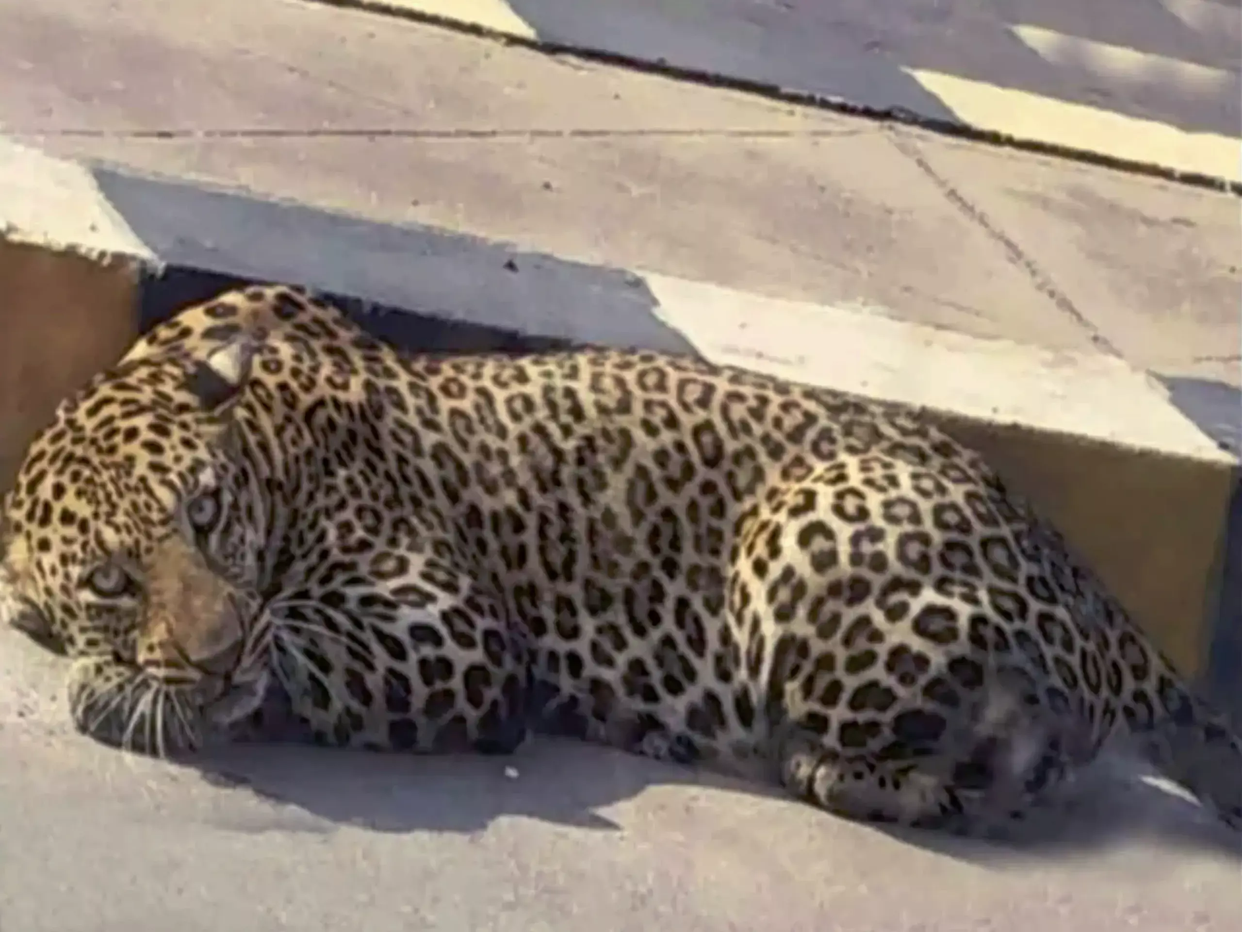 Elusive leopard captured in Bengaluru after three days of frantic search