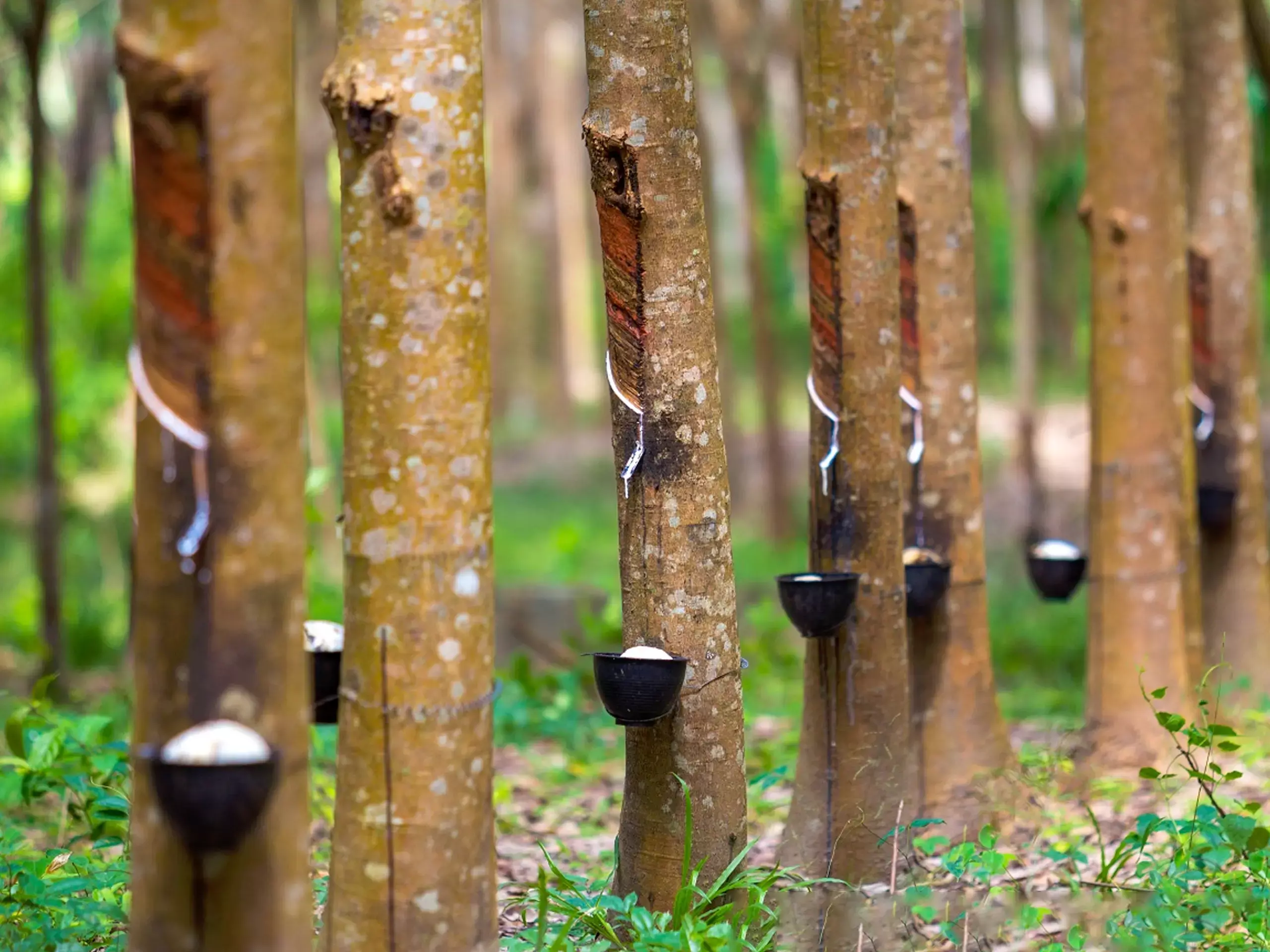 തോട്ടവിള മേഖലാ ദ്വിദിന പ്രാദേശിക ശില്പശാല കൊച്ചിയില് തോട്ടവിള മേഖലാ ദ്വിദിന പ്രാദേശിക ശില്പശാല കൊച്ചിയില്