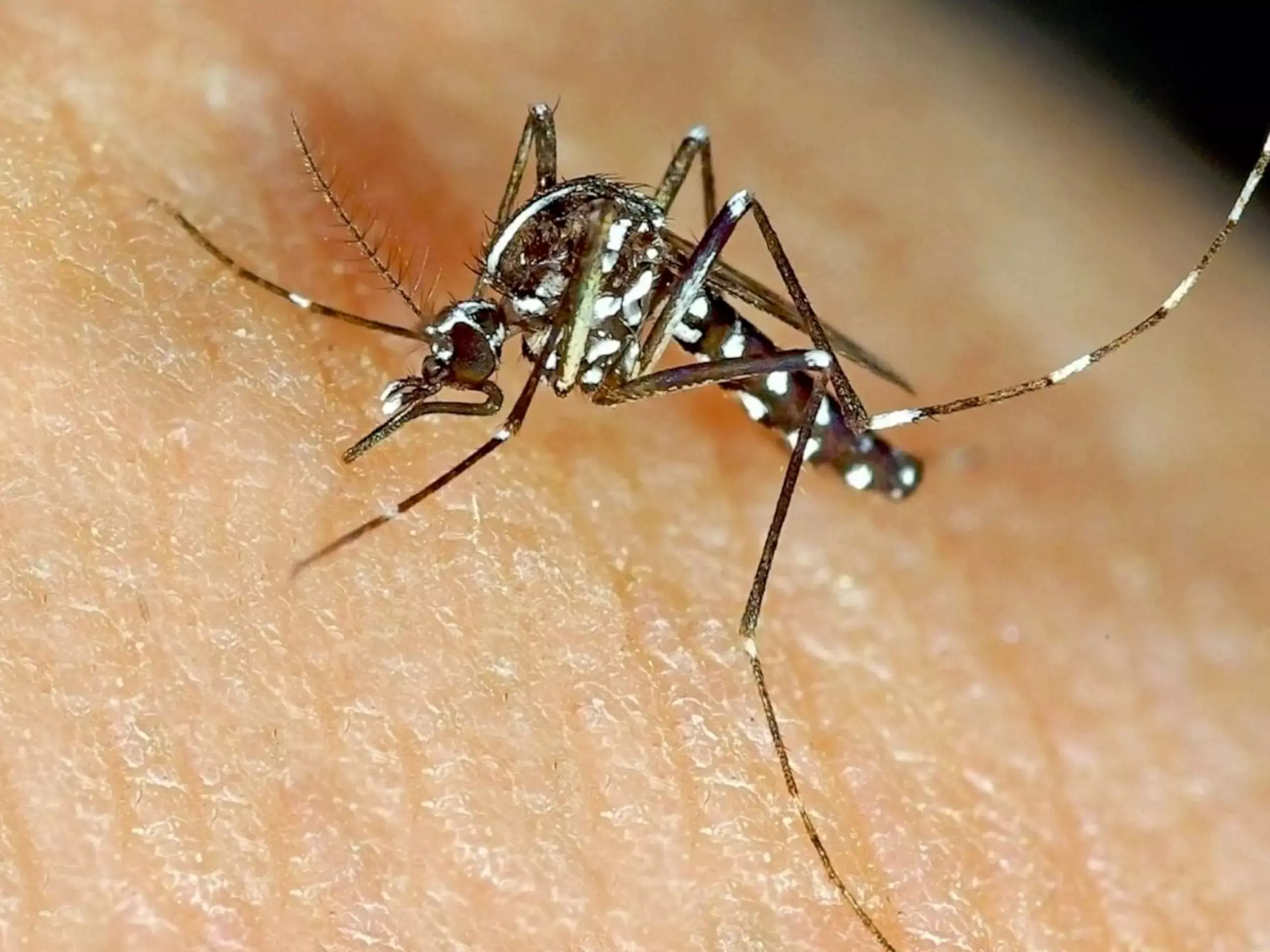 Zika virus outbreak detected near Bengaluru