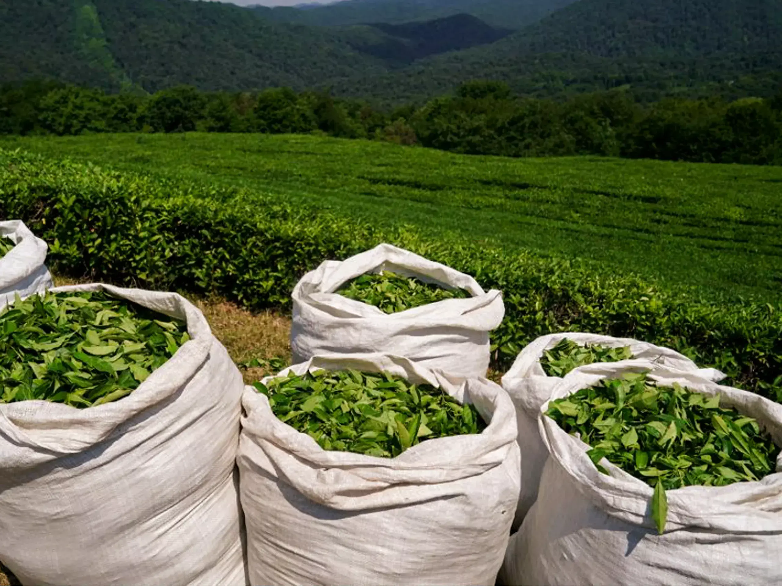 reportedly tea exports have fallen