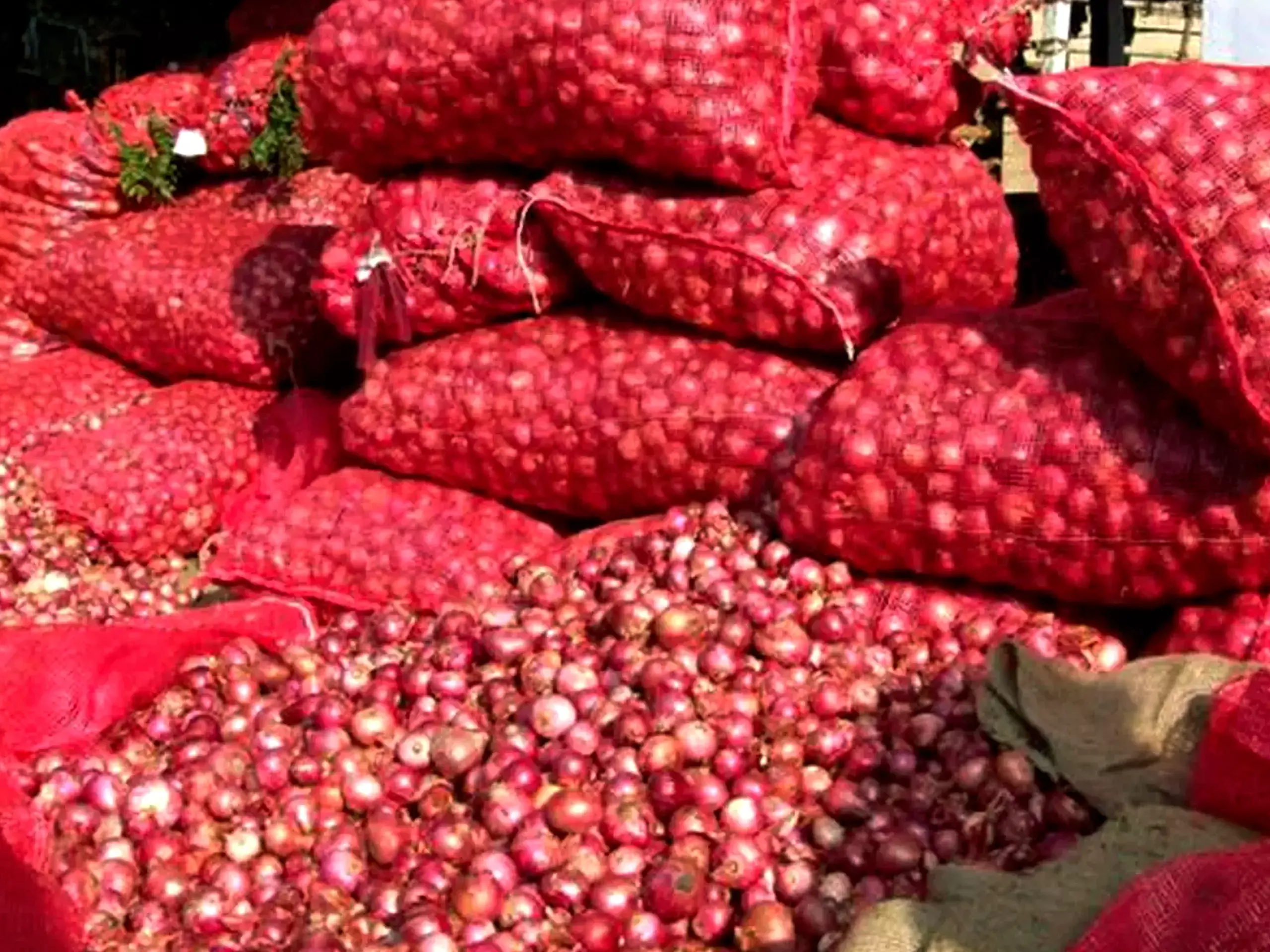 Onion at low price through Safal Outlets