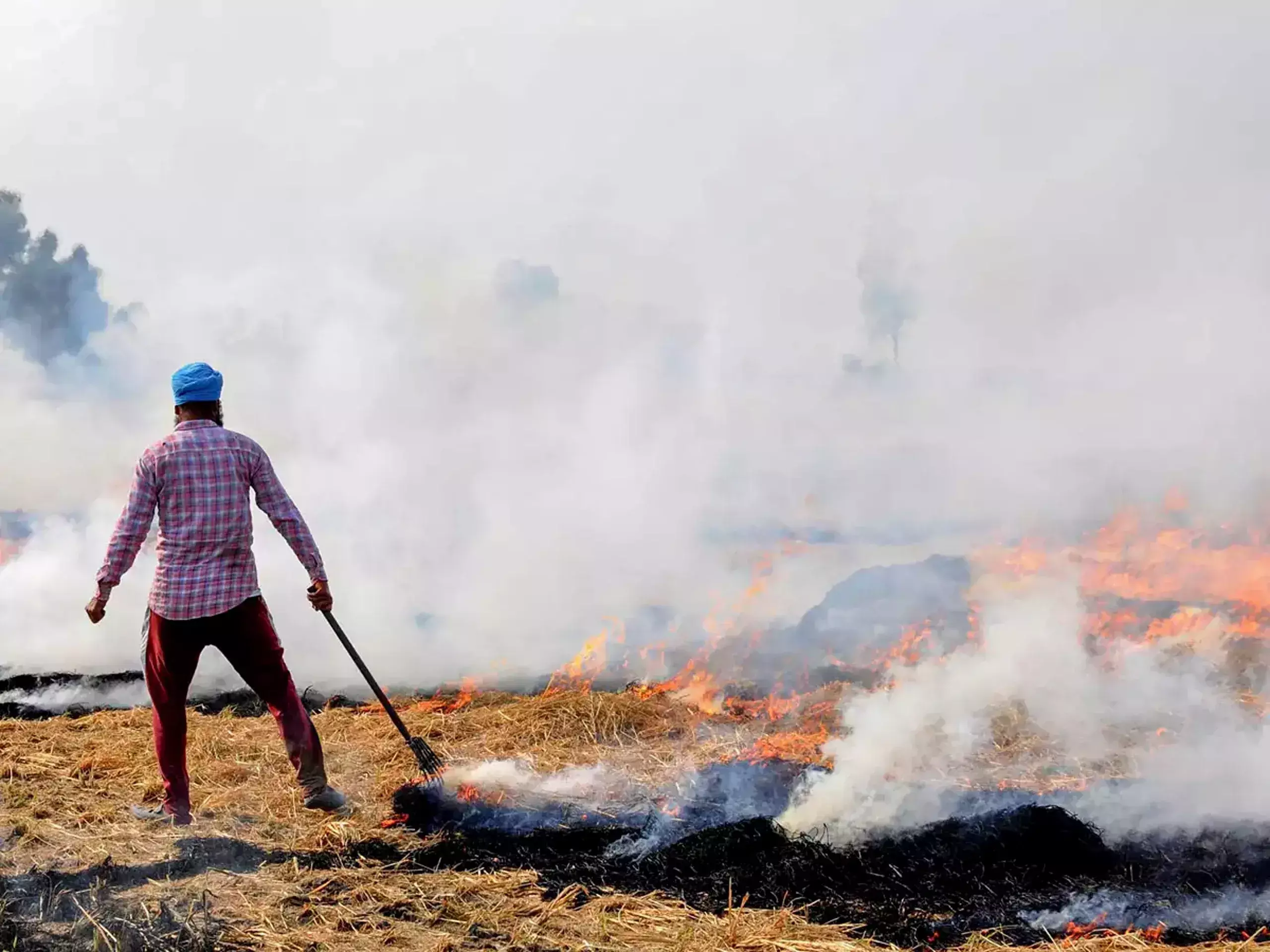 stop burning straw, supreme court tells punjab