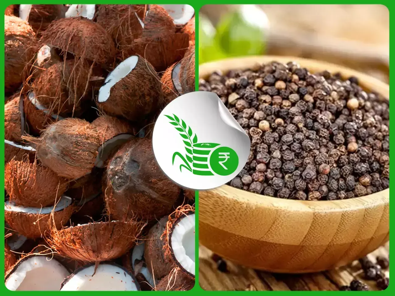 ഇടിഞ്ഞ്  നാളികേരം; ആവശ്യം മികച്ച ഇനം കുരുമുളകിന്