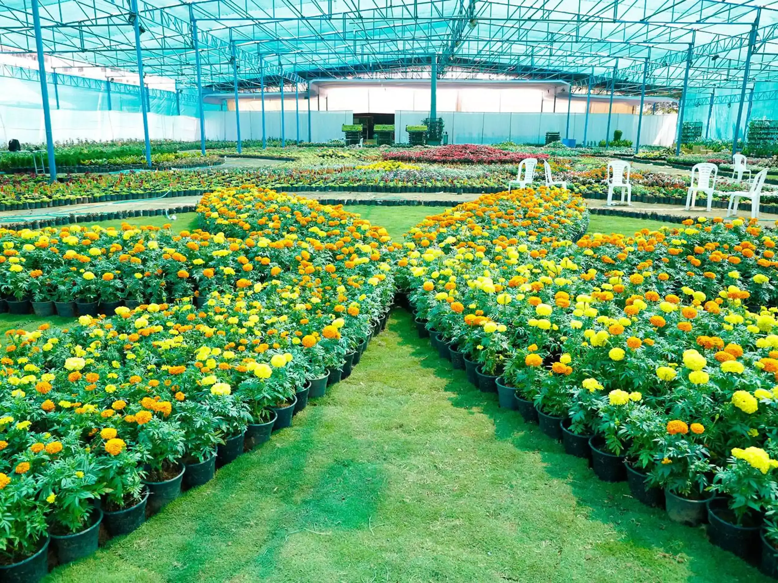 flower season has arrived! 40th cochin flower show from december 22 flower season has arrived! 40th cochin flower show from december 22