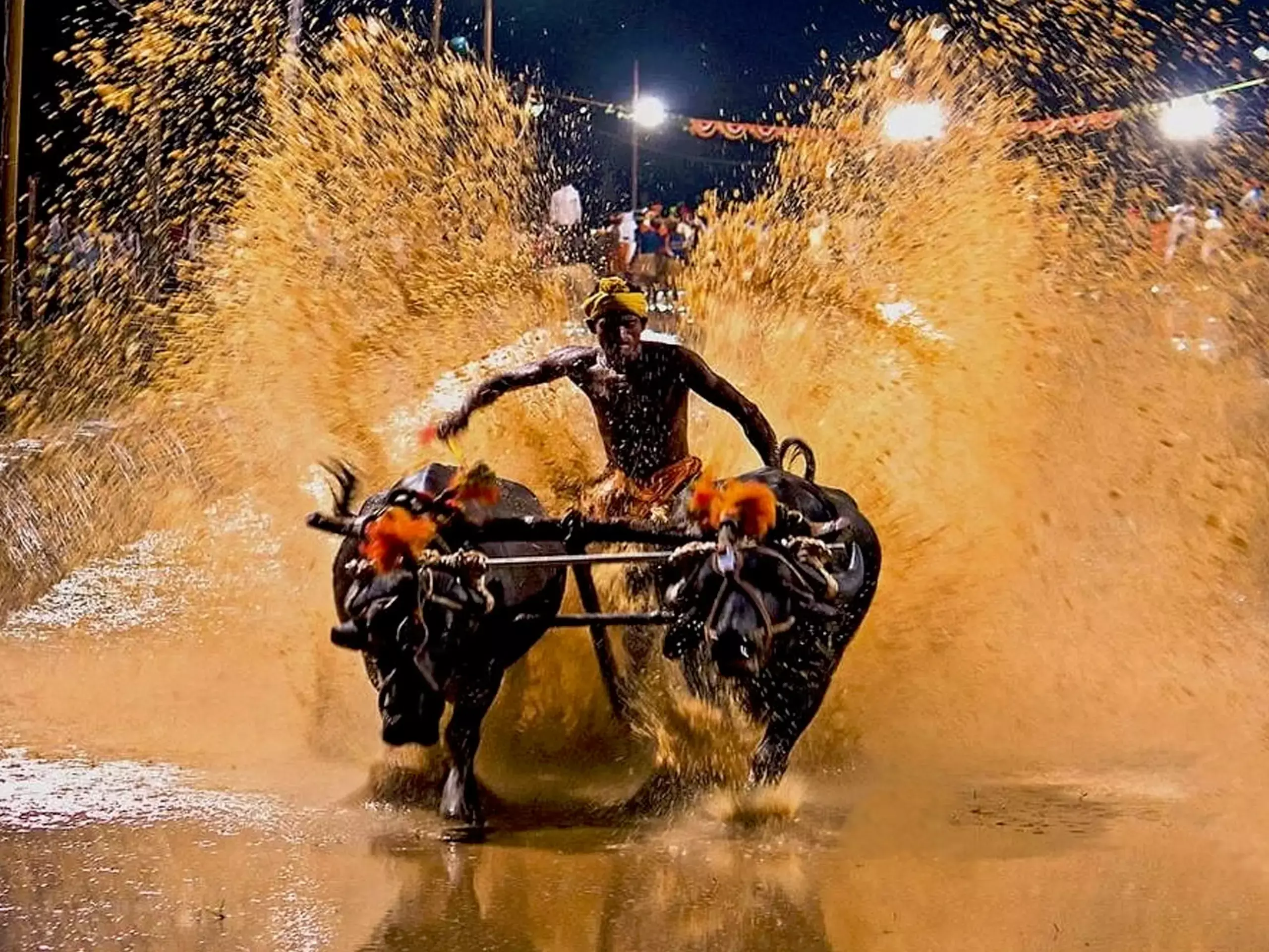 Namma Kampala buffalo drive in Bengaluru