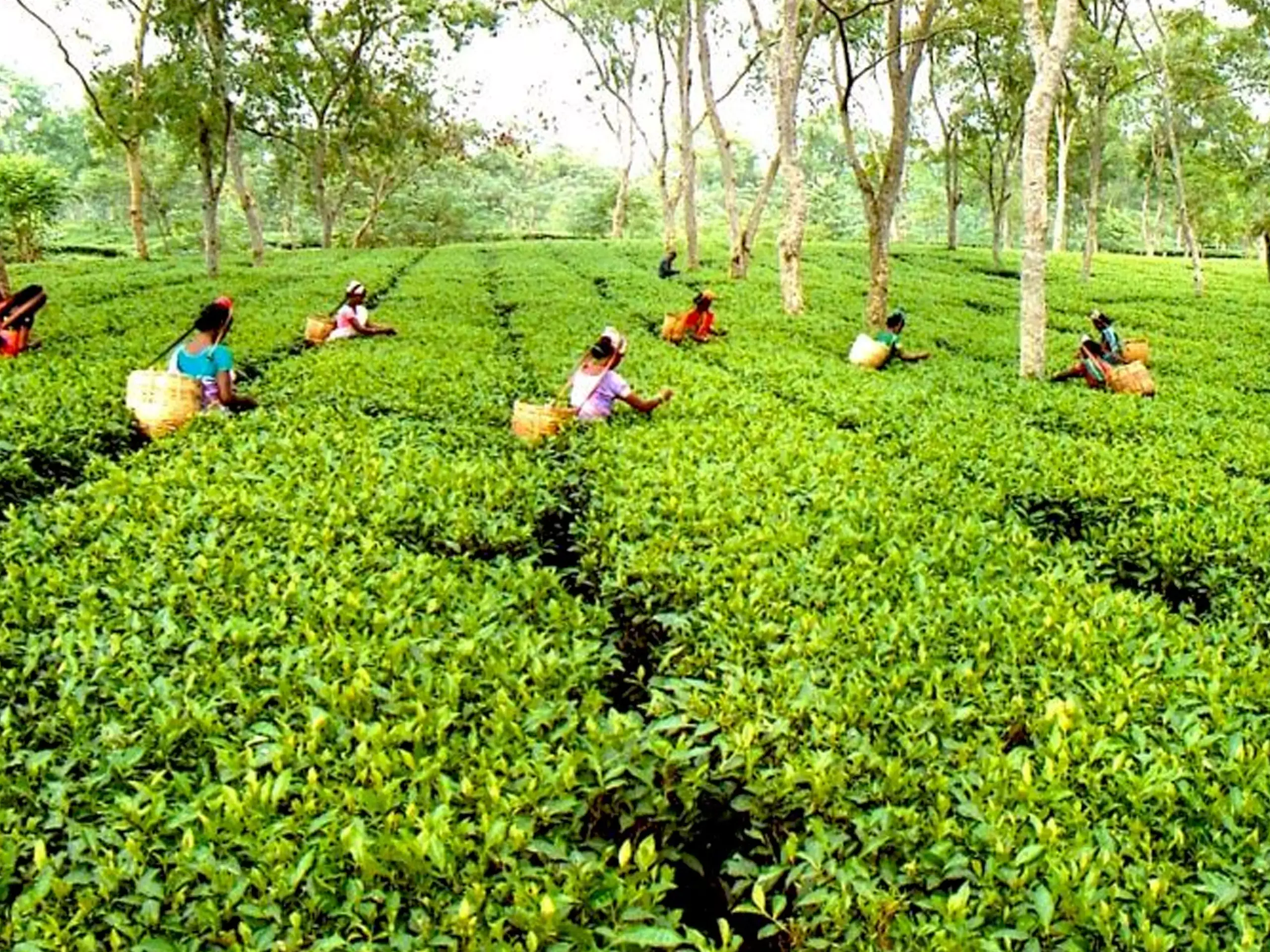 രാജ്യത്ത് തേയില ഉല്‍പ്പാദനം ഉയര്‍ന്നു; പക്ഷേ, ദക്ഷിണേന്ത്യയില്‍ കുറഞ്ഞു